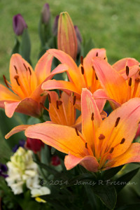 20140413-20140413-_DSC0676